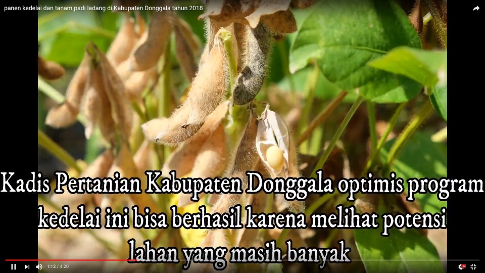 Panen Padi dan Tanam Padi Ladang di Kabupaten Donggala