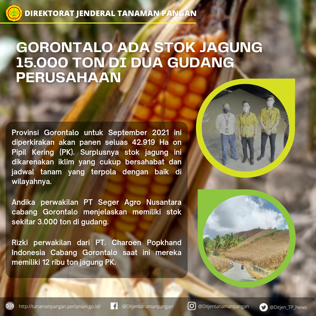 Gorontalo Ada Stok Jagung 15.000 ton di Dua Gudang Perusahaan