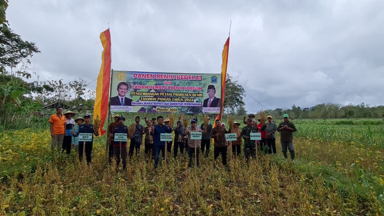 Panen Benih Kedelai Di Gunung Kidul, Petani Siap Menjadi Produsen Benih
