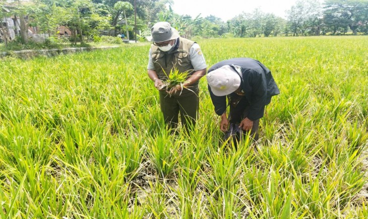 Terjunkan Tim, Kementan: Serangan Kerdil Rumput Ke Padi di Sragen Hanya 0,66 Hektar