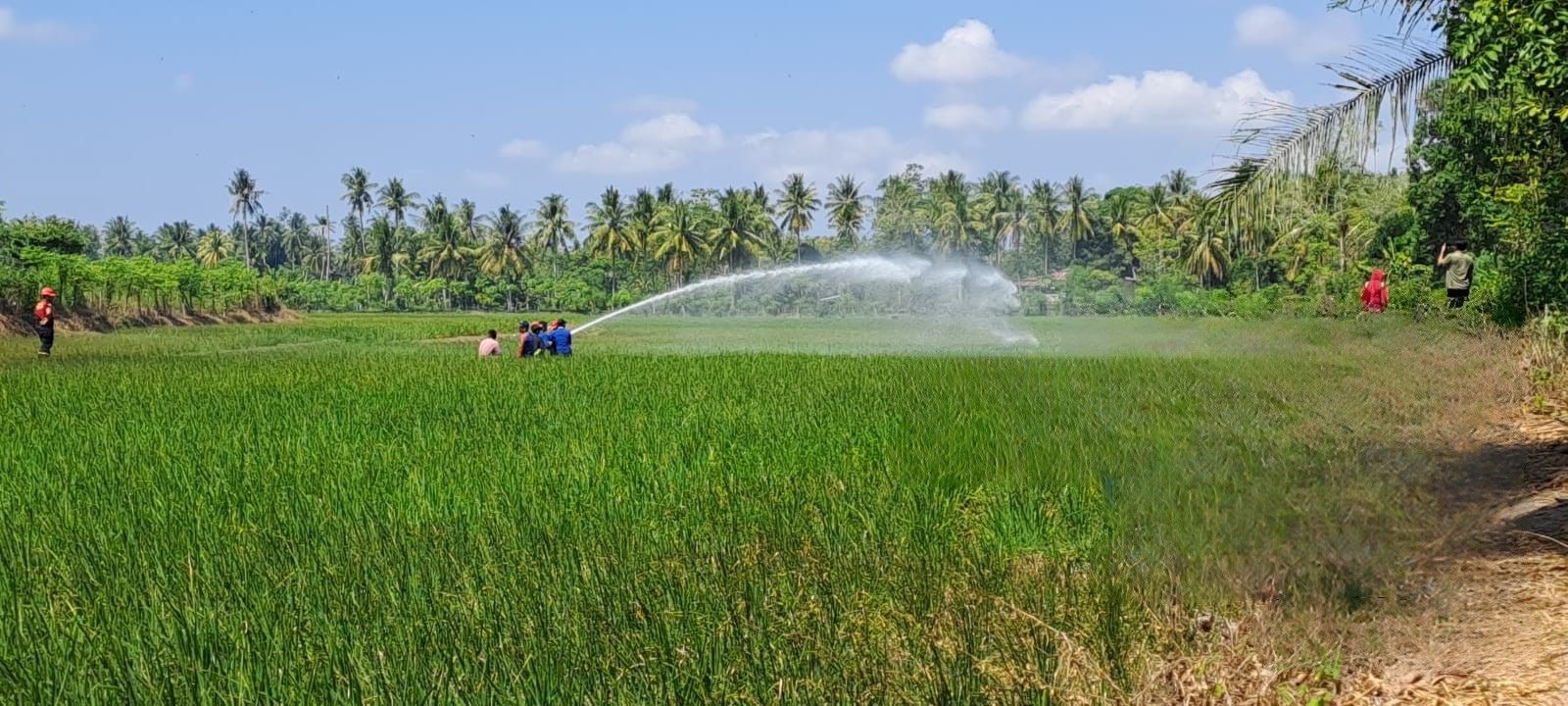 Gerak Cepat Redam Kekeringan di Polman, Kementan Terus Upayakan Produksi Beras Tetap Terjaga